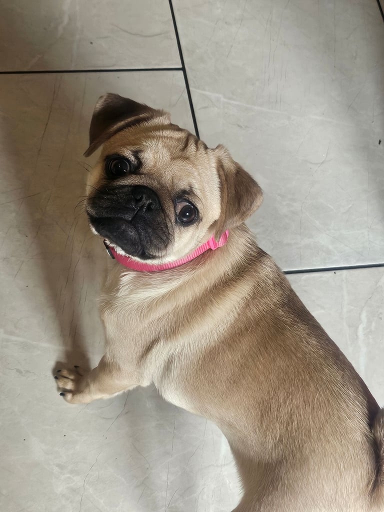 Girl pug