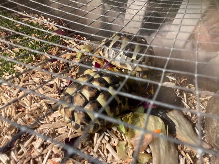 Tortoise tank 