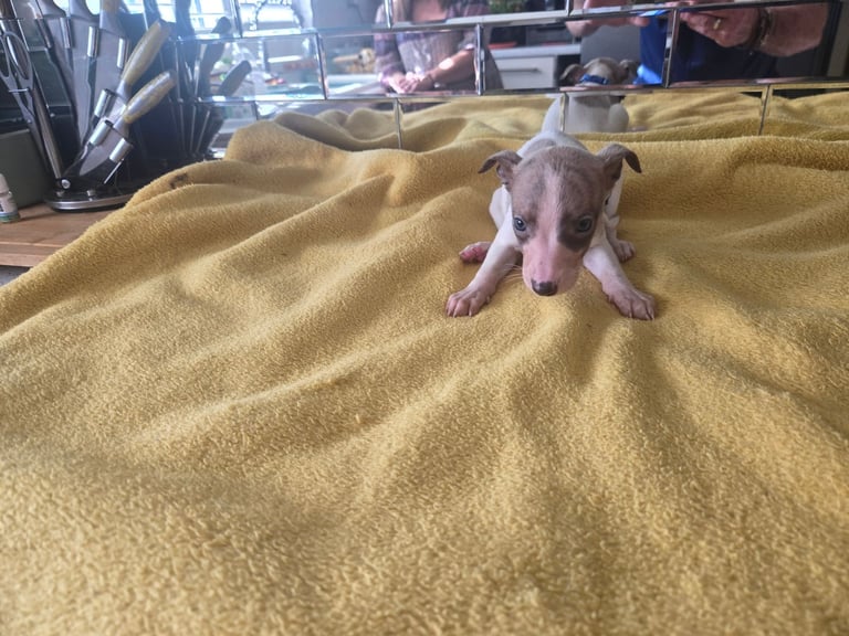 Whippet pups for sale 