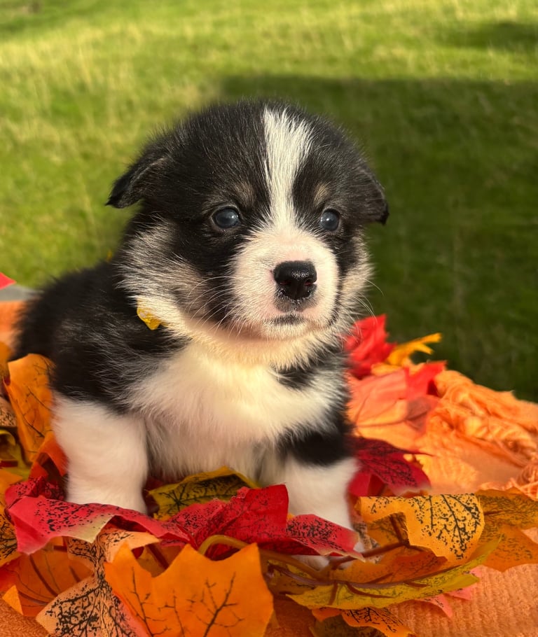 Champion KC Pembroke corgi
