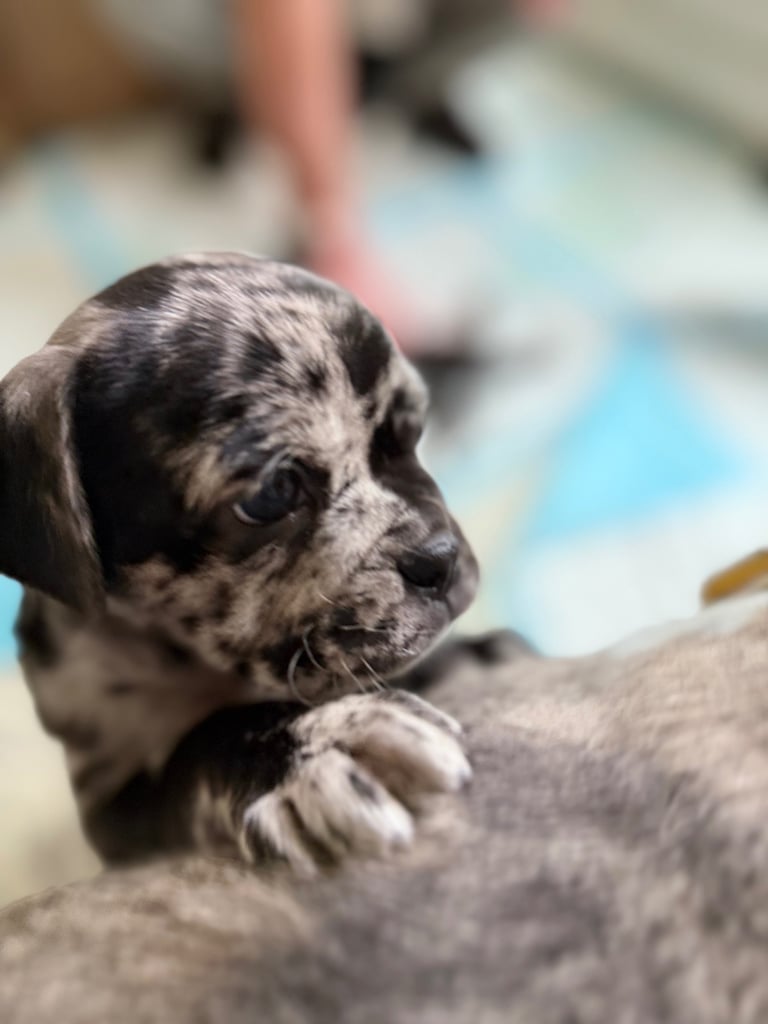 7 Adorable Olde English Bulldog/ French / Pug Bulldog puppies for sale ❤️