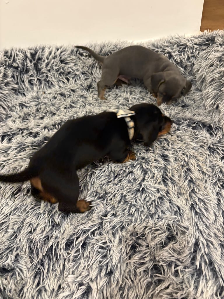 Male miniature dachshund 