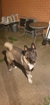 6 months boy akita for £500