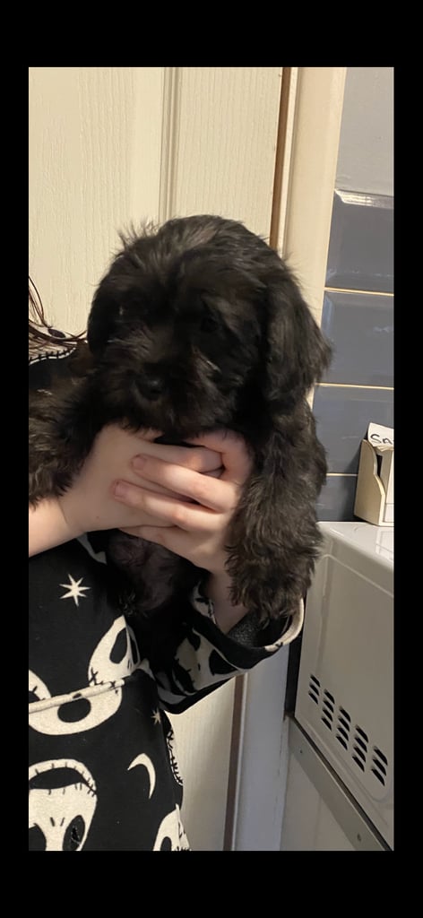 Puppies Lhasa apso/miniature schnauzer little boy 8 weeks old ready for new homes 