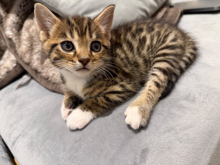 Bengal kittens x tabby for sale 
