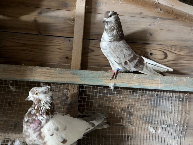Iranian pigeons for sale 