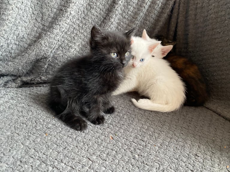 fluffy kittens