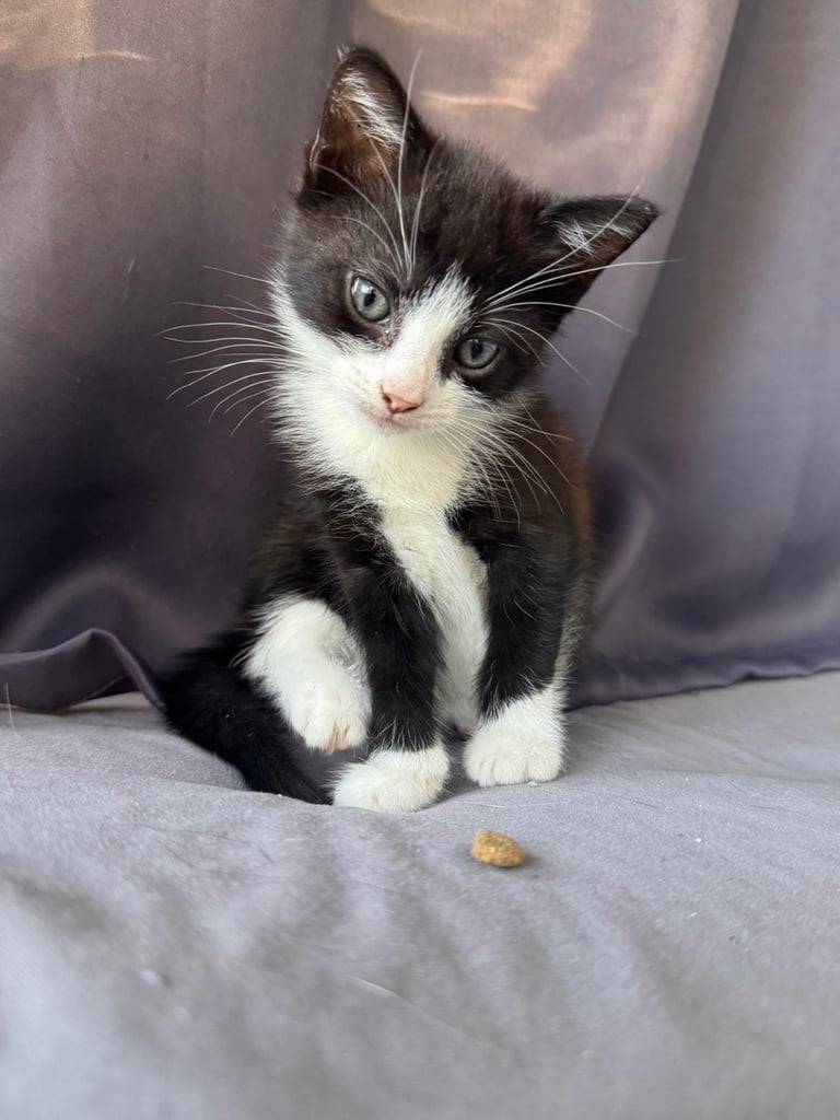 Kittens