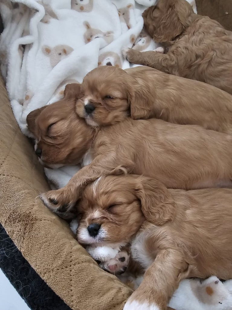 Cavalier king Charles spaniel Pups Reserve
