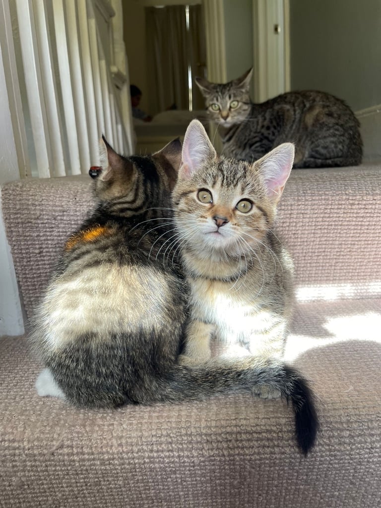 Cats to sale/they have already been sold
