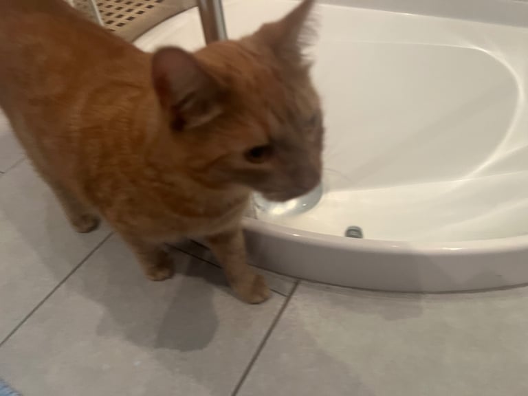 Gorgeous male cat