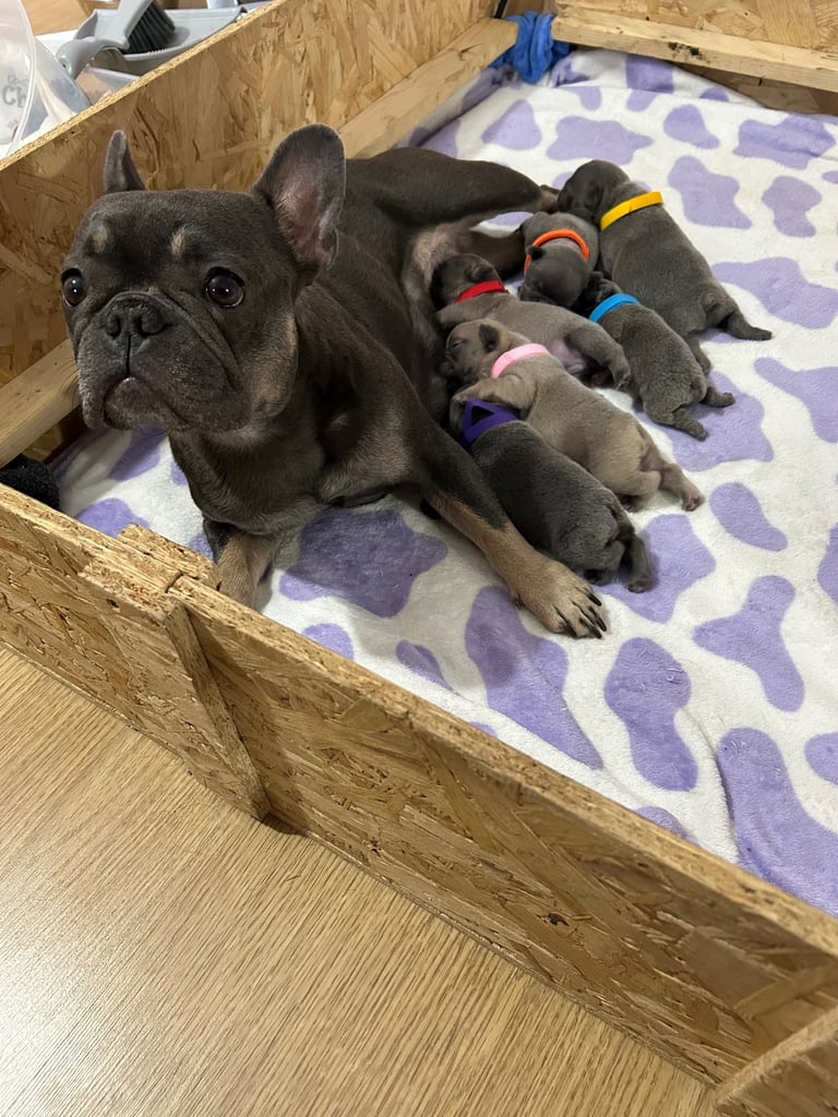 French bulldog puppies 🐾