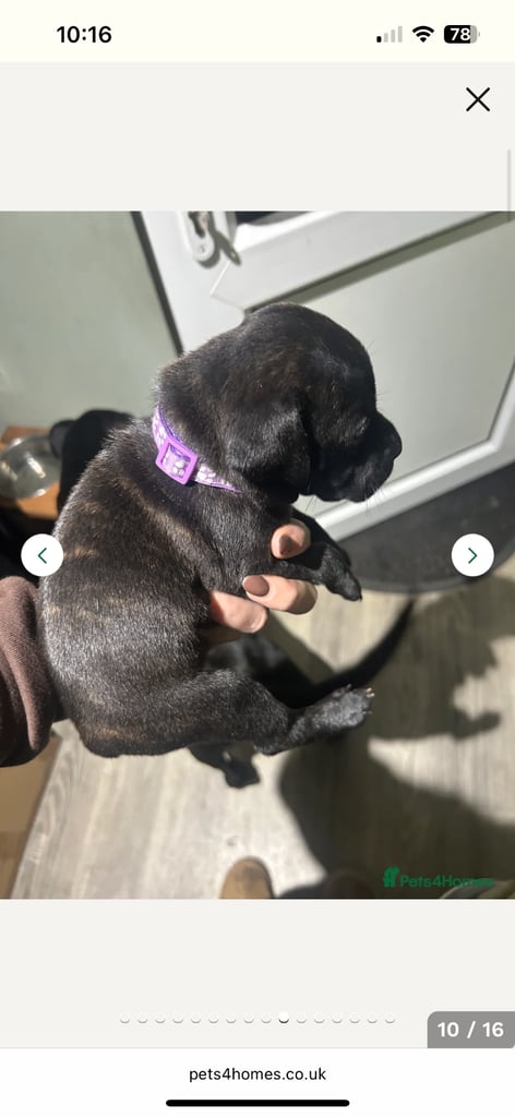 2x staff girls available 