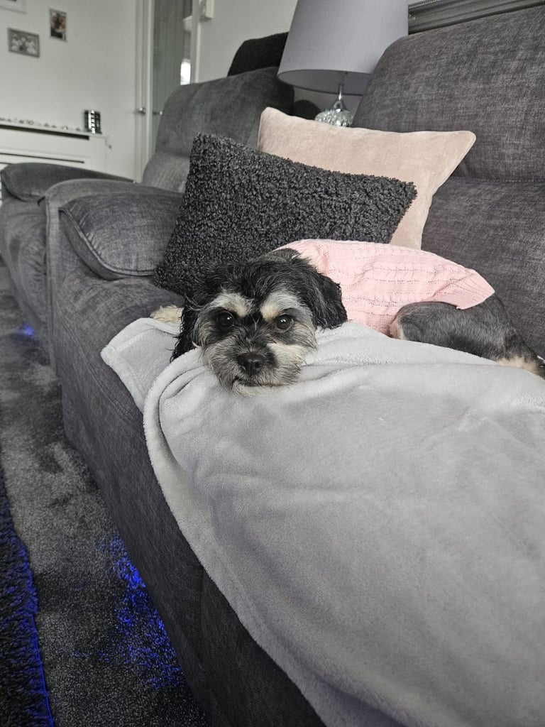 Shih-tzu x Maltese 
