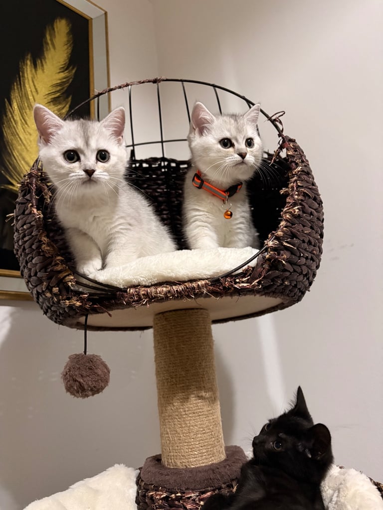 Kitten 