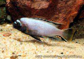 Malawi cichlids tropical fish and syndontis catfish 