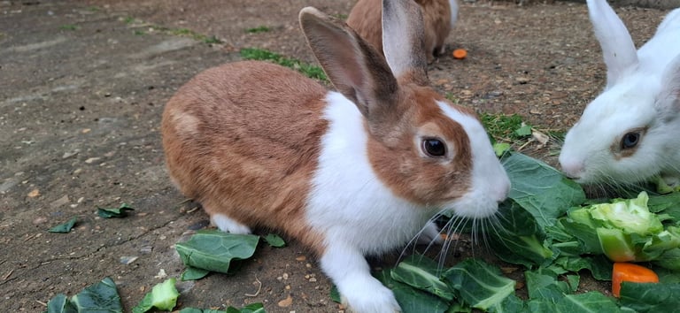 BEAUTIFUL RABBITS ARE SALE-Each £25