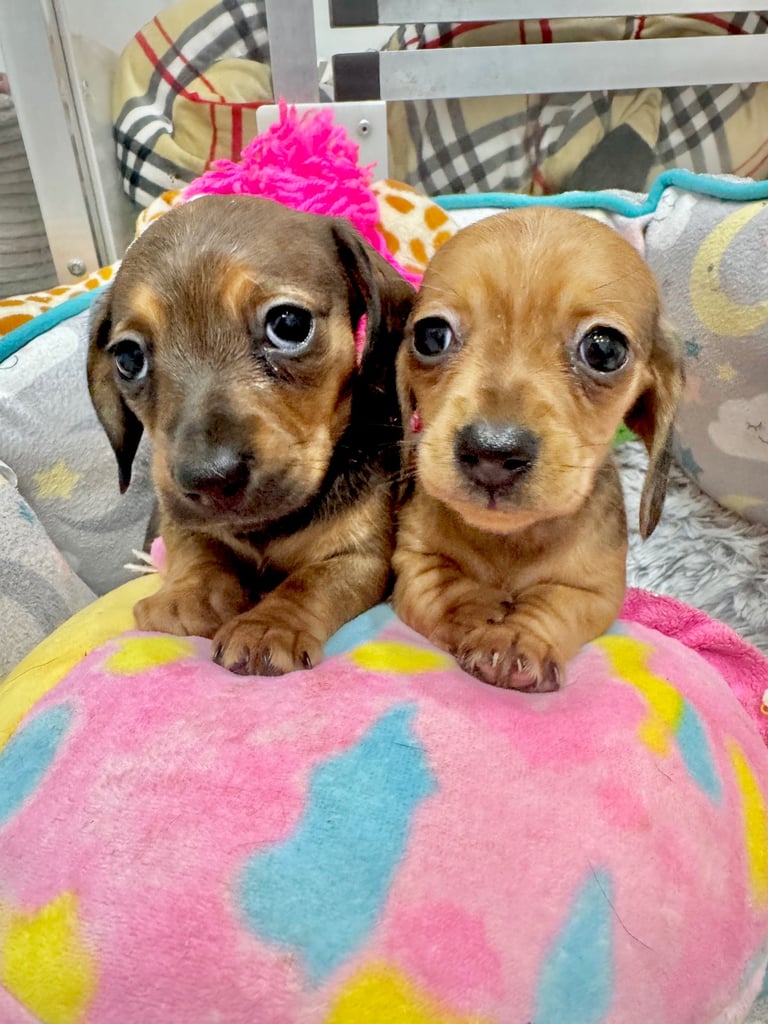 image for Stunning tiny true type mini female pups available ✨