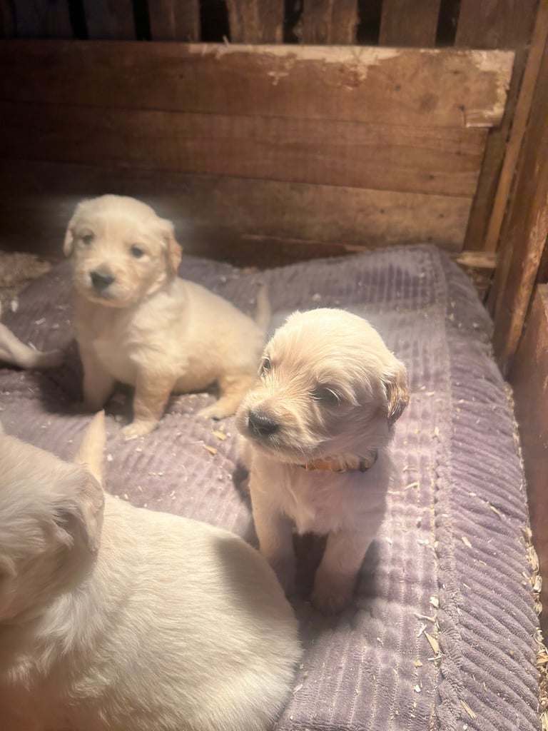 Golden retriever pups 