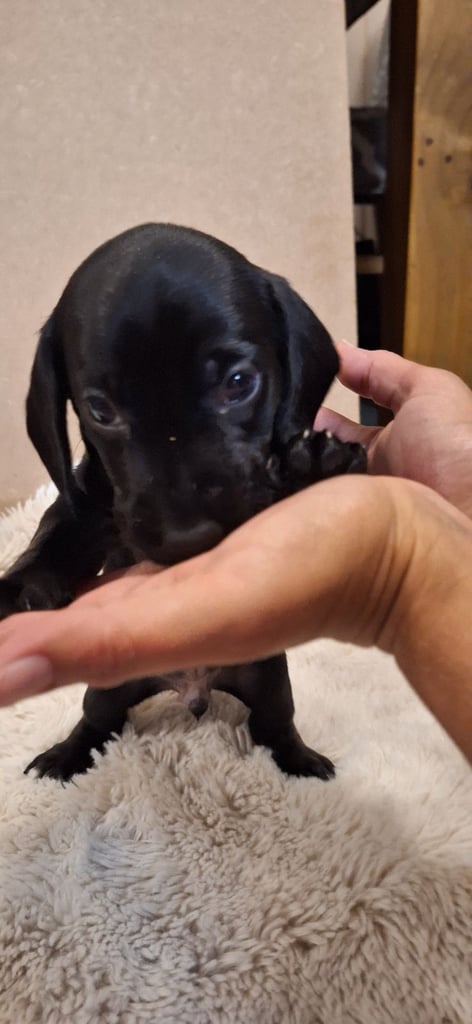 Miniature dachshund's READY TO GO