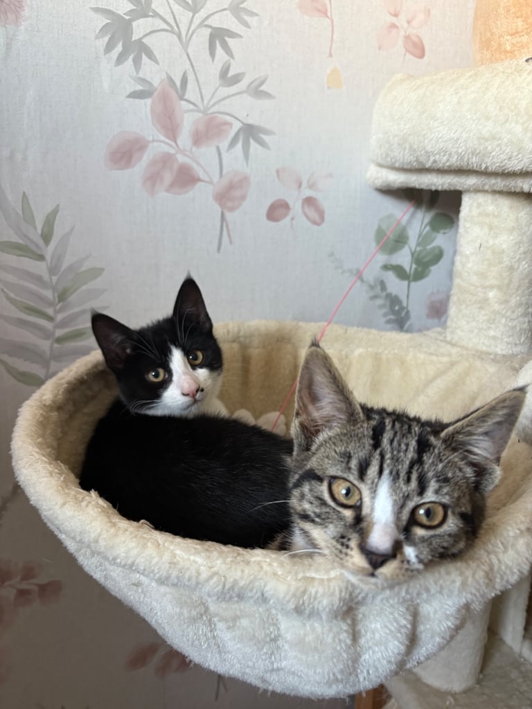 3 kittens for sale - All girls 