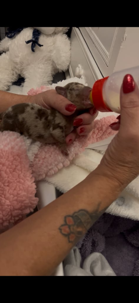 image for Dachshund baby boy