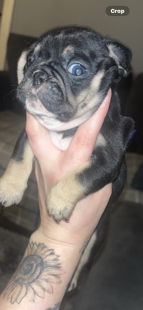 image for French bulldog pups 