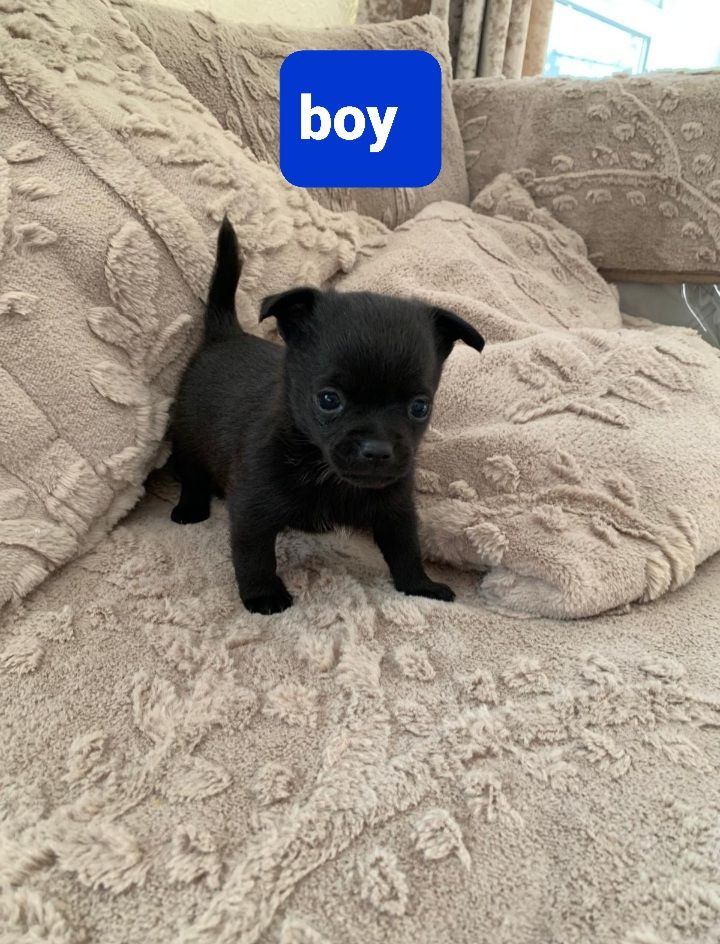 Pomchi