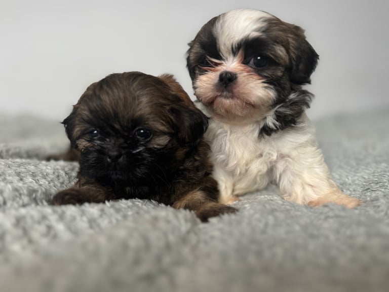 image for Male Shih Tzu Puppies for sale 