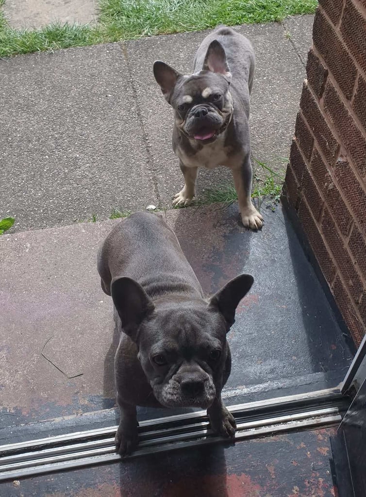 (Fluffy) 13 months male Lilac Merle French Bulldog with all his certificates and vaccinations
