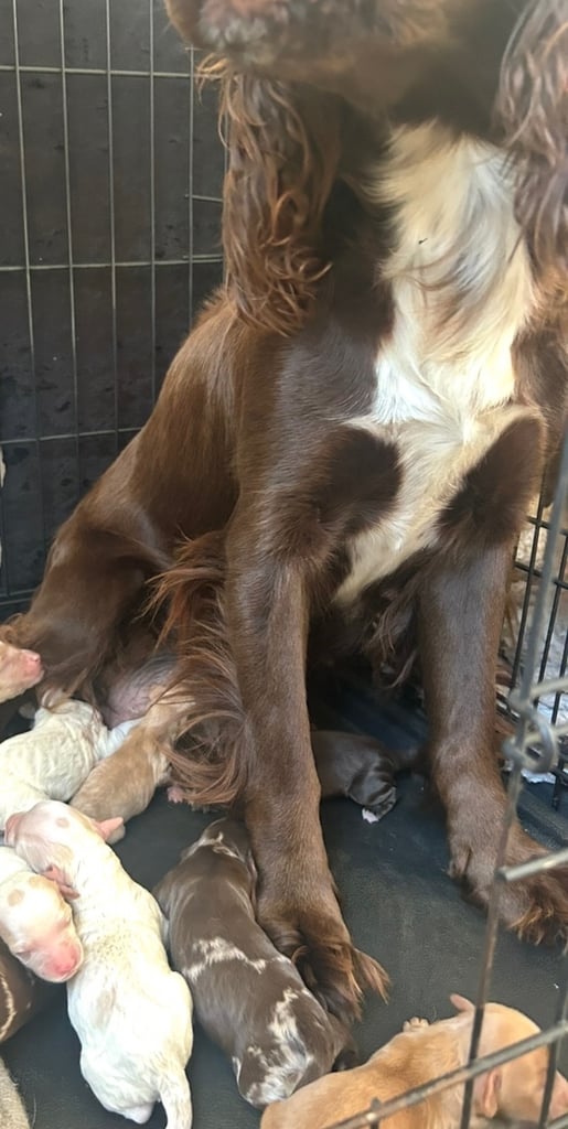 Beautiful Cockerpoo Puppies