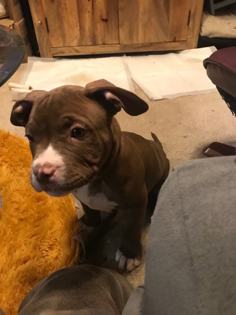 Puppy for sale (Boy) French cross American Bulldog 