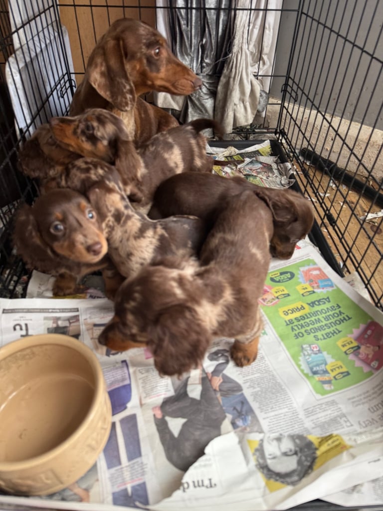 Chocolate fluffy Dauchshund merl