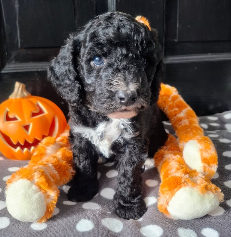 Stunning cockapoo puppies 
