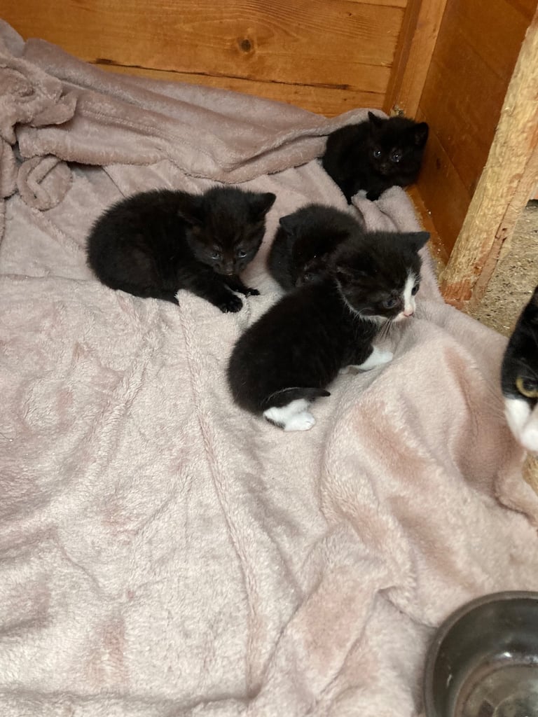 Kittens for sale 