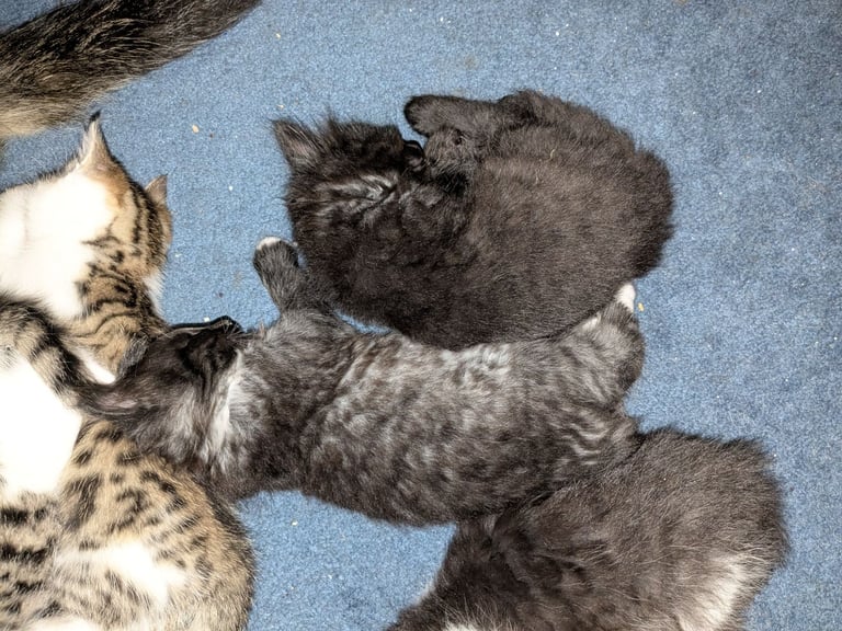 Maine Coon Cross Kittens 