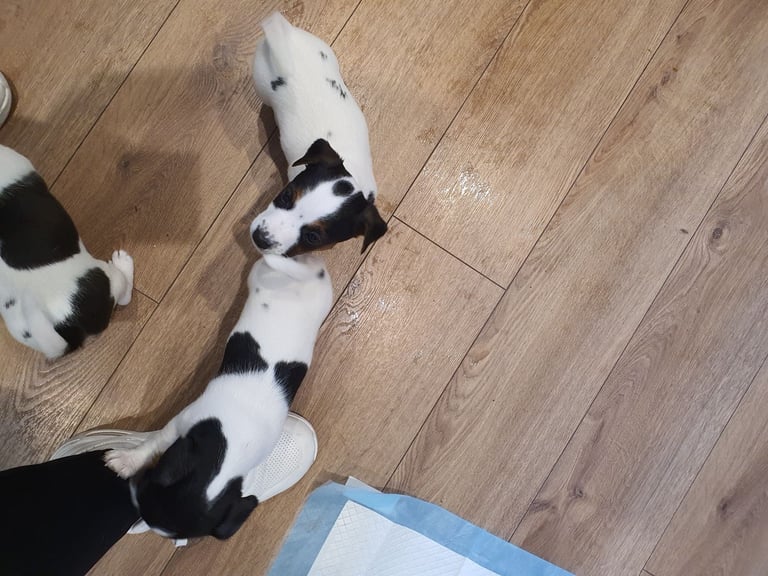 Jack Russell Puppies 