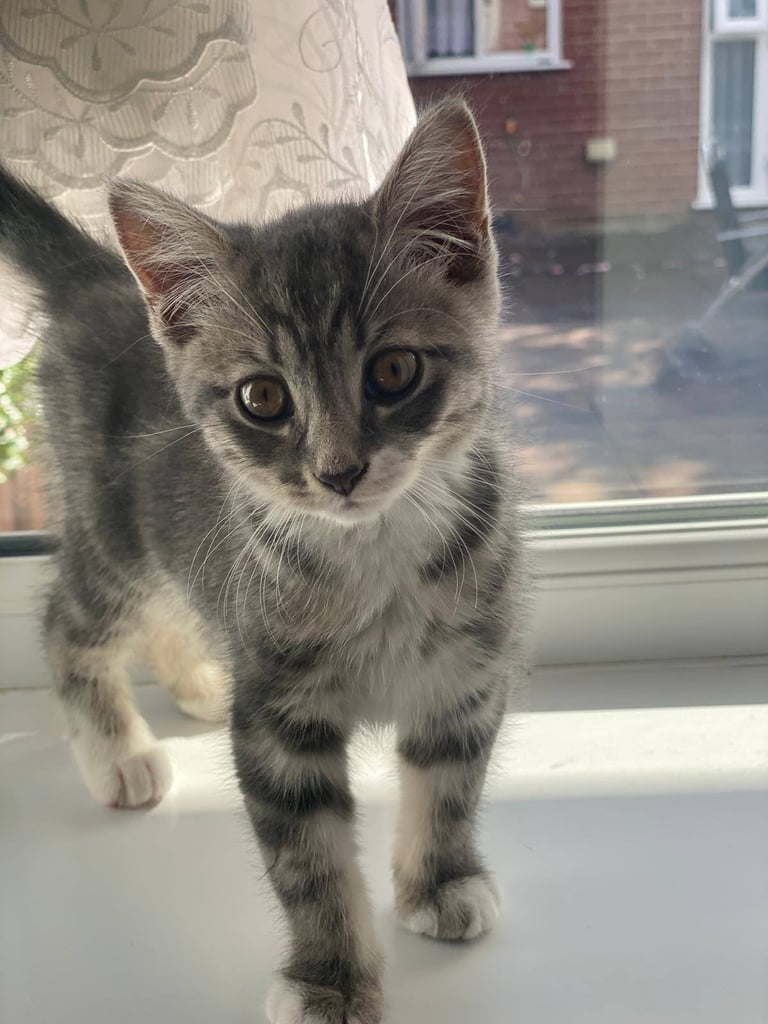Kitten for sale