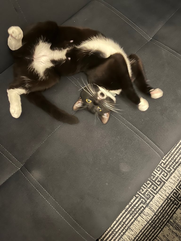 image for Cat for sale 