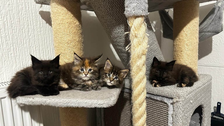 Maine coon kittens