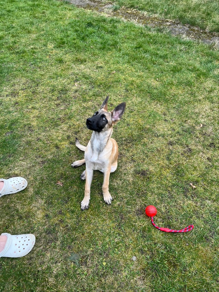 belgian malinois