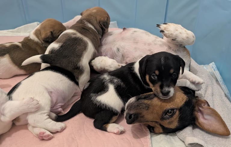  🐶 Jack Russell Puppies Ready for Rehoming 🐶