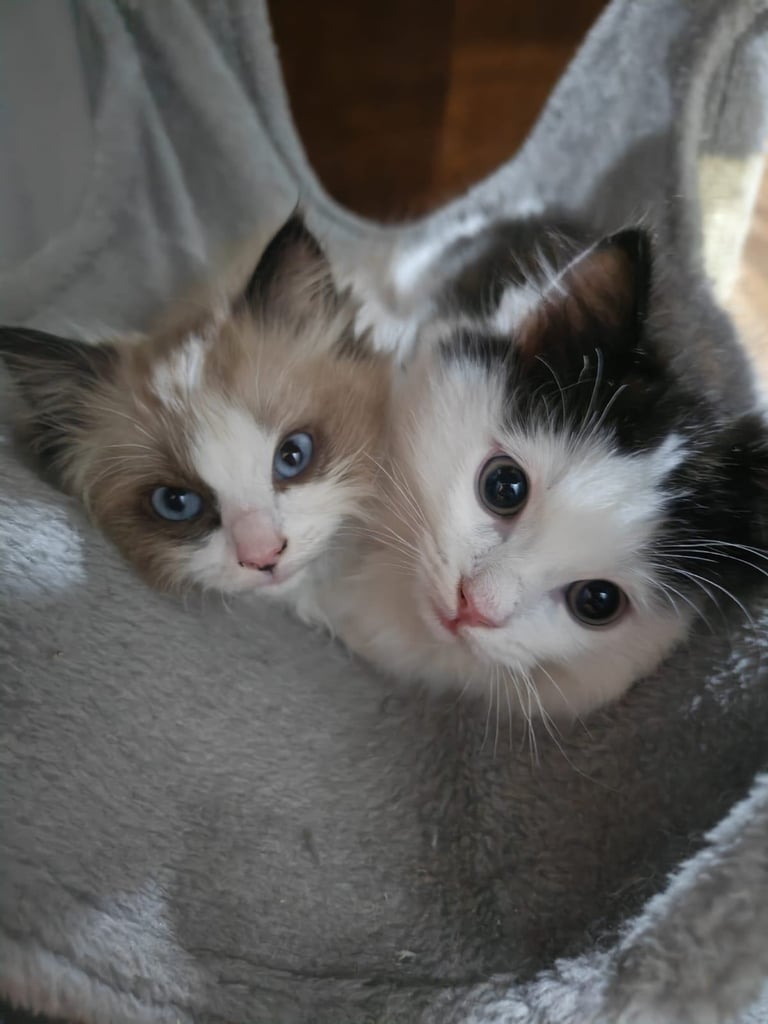 Kittens