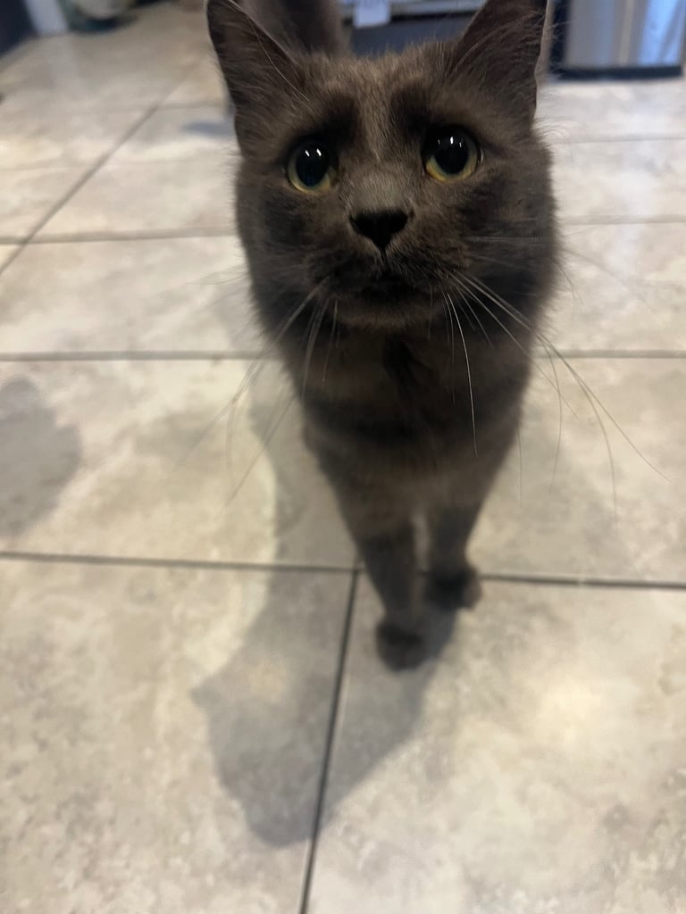 British blue grey long hair 
