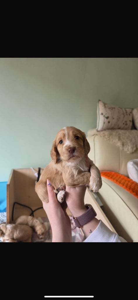 Stunning cocker spaniels 