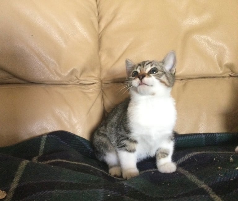 image for Male kitten 