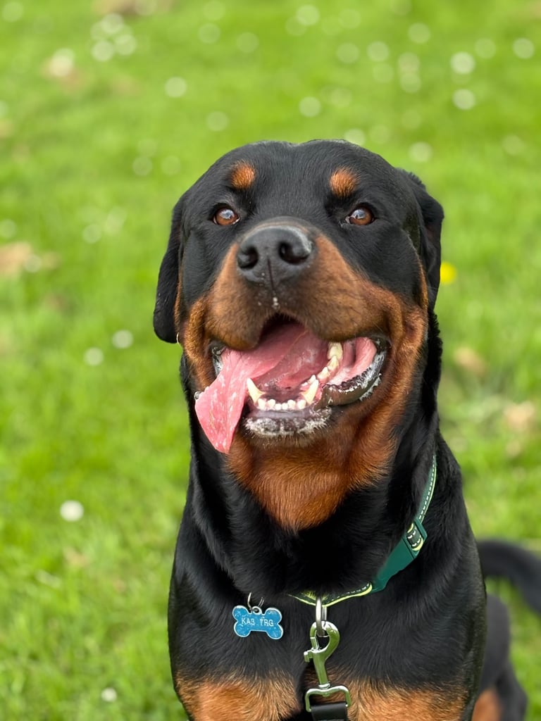 2yr old Rottwieler 