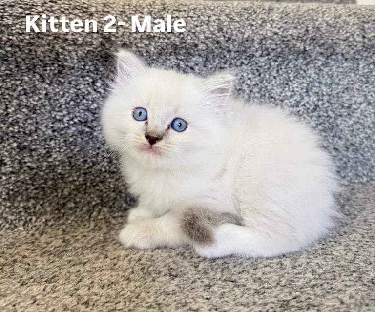 Beautiful British short hair/Ragdoll kittens