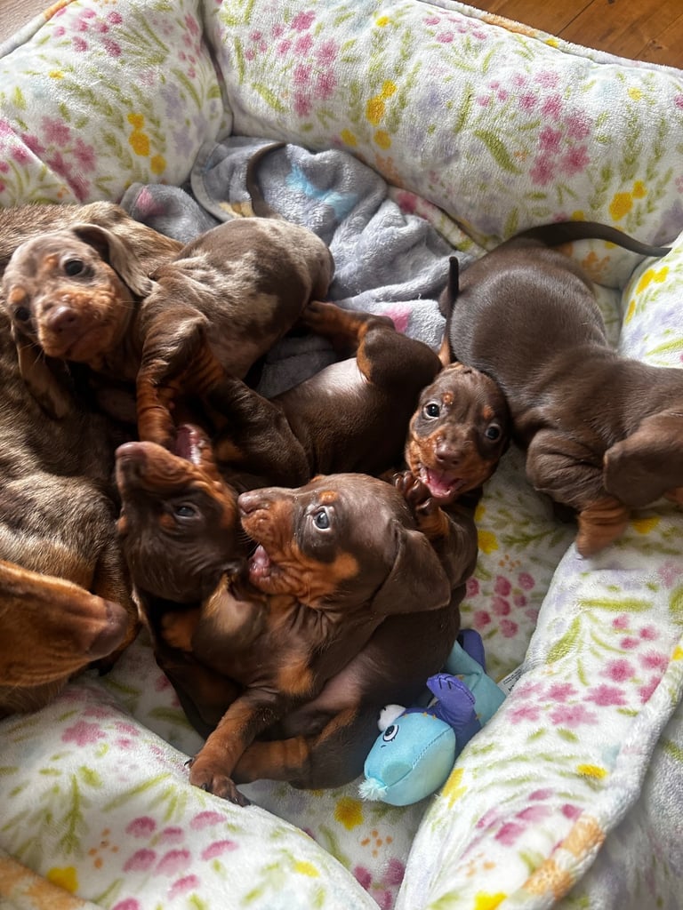 Stunning Miniature Dachshund Puppies