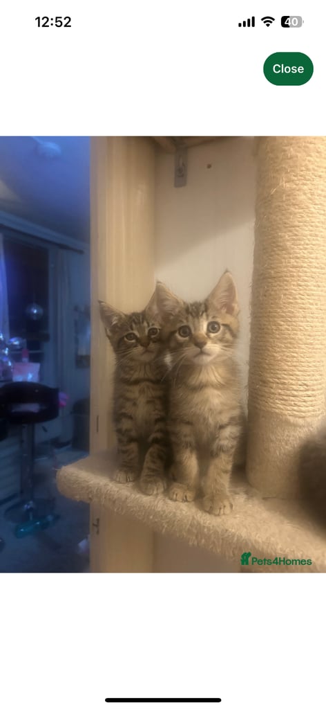 image for Maine Coon X kittens for sale 